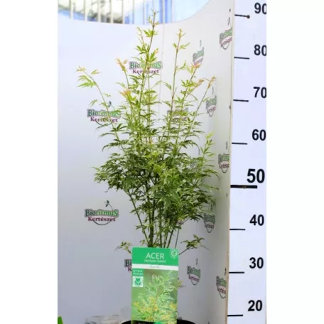 Japán juhar Acer palm. Butterfly 19 cm cserép