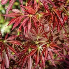 Japán juhar Acer palm. Jerre Schwartz 19 cm cserép
