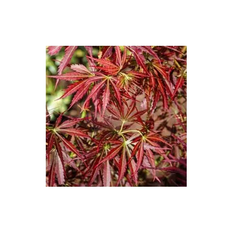 Japán juhar Acer palm. Jerre Schwartz 19 cm cserép