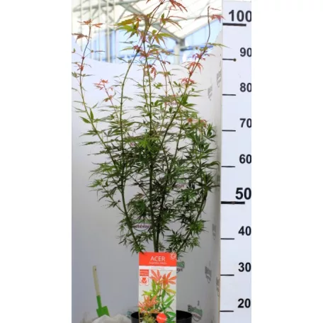 Japán juhar Acer palm. Jerre Schwartz 19 cm cserép