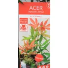 Japán juhar Acer palm. Jerre Schwartz 19 cm cserép