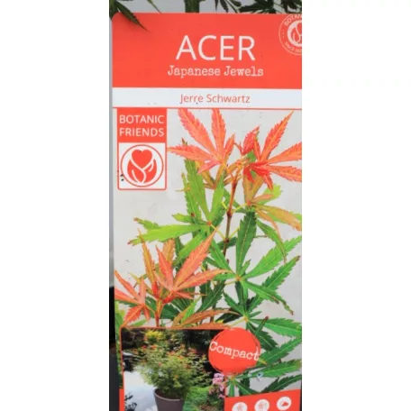 Japán juhar Acer palm. Jerre Schwartz 19 cm cserép