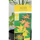 Japán juhar Acer palm. Orange Dream 19 cm cserép