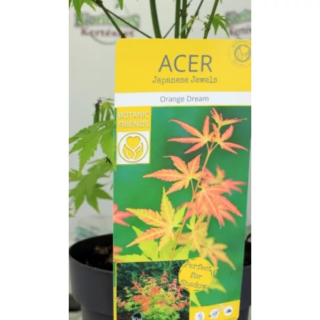 Japán juhar Acer palm. Orange Dream 19 cm cserép