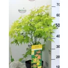 Japán juhar Acer palm. Orange Dream 19 cm cserép