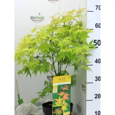 Japán juhar Acer palm. Orange Dream 19 cm cserép