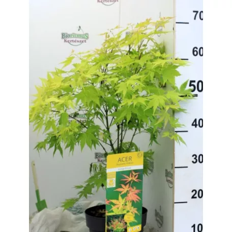 Japán juhar Acer palm. Orange Dream 19 cm cserép