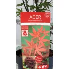 Vöröslevelű japán Acer palm. Atropurpureum 19 cm cserép