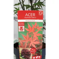 Vöröslevelű japán Acer palm. Atropurpureum 19 cm cserép
