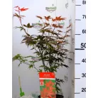 Vöröslevelű japán Acer palm. Atropurpureum 19 cm cserép