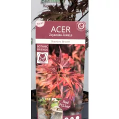   Oszlopos növekedésű japán juhar Acer palmatum Skeeter's Broom 19 cm cserép