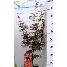   Oszlopos növekedésű japán juhar Acer palmatum Skeeter's Broom 19 cm cserép
