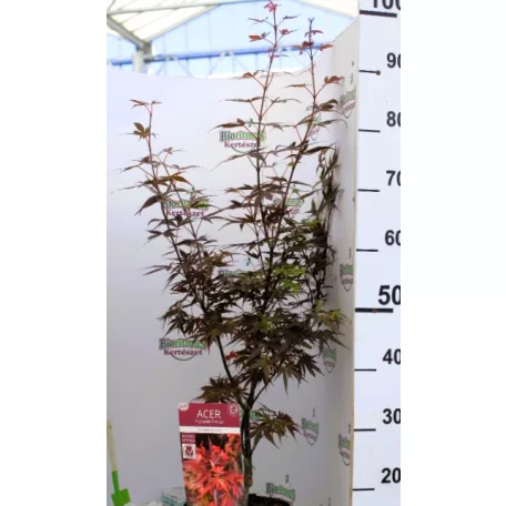 Oszlopos növekedésű japán juhar Acer palmatum Skeeter's Broom 19 cm cserép