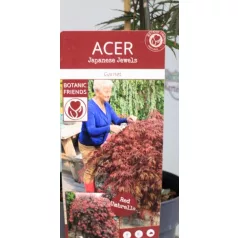 Japán juhar Acer palm. Garnet 19 cm cserép