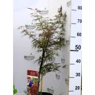 Japán juhar Acer palm. Garnet 19 cm cserép