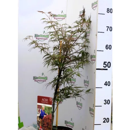 Japán juhar Acer palm. Garnet 19 cm cserép