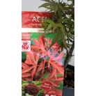 Japán juhar Acer palm. Shaina 19 cm cserép