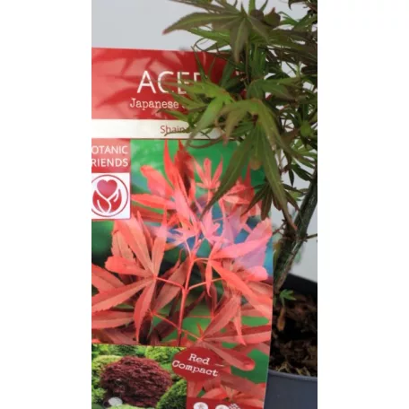 Japán juhar Acer palm. Shaina 19 cm cserép