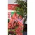 Japán juhar Acer palm. Shaina 19 cm cserép