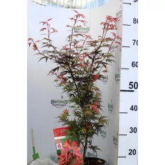 Japán juhar Acer palm. Shaina 19 cm cserép