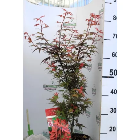 Japán juhar Acer palm. Shaina 19 cm cserép