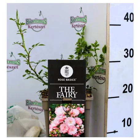 Talajtakaró rózsa Rose The Fairy halványrózsaszín 17 cm cs