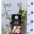 Talajtakaró rózsa Rose The Fairy halványrózsaszín 17 cm cs