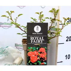 Talajtakaró rózsa Rose Royal Fairy piros 17 cm cs