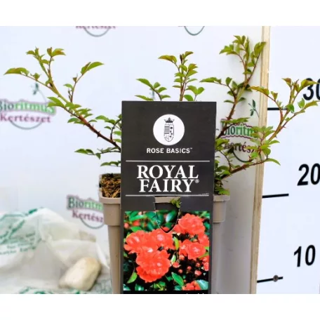 Talajtakaró rózsa Rose Royal Fairy piros 17 cm cs