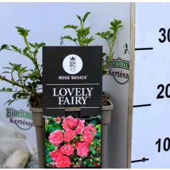   Talajtakaró rózsa Rose Lovely Fairy sötétrózsaszín 17 cm cs