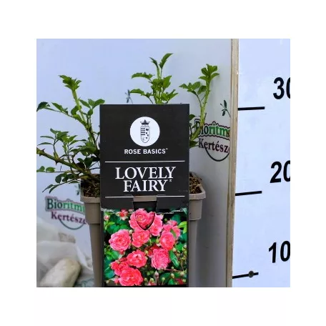 Talajtakaró rózsa Rose Lovely Fairy sötétrózsaszín 17 cm cs