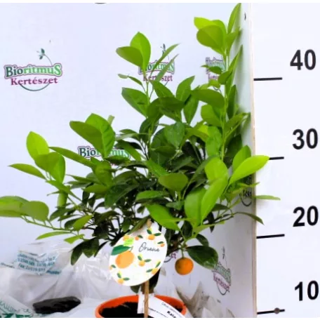 Kalamondin Citrus calamondin 12 cm cserép