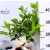 Kalamondin Citrus calamondin 12 cm cserép