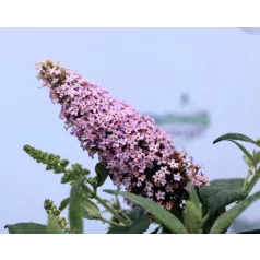   Törpe nyáriorgona, rózsaszín Buddleja dav. Butterf.C.Lit.Pink P17