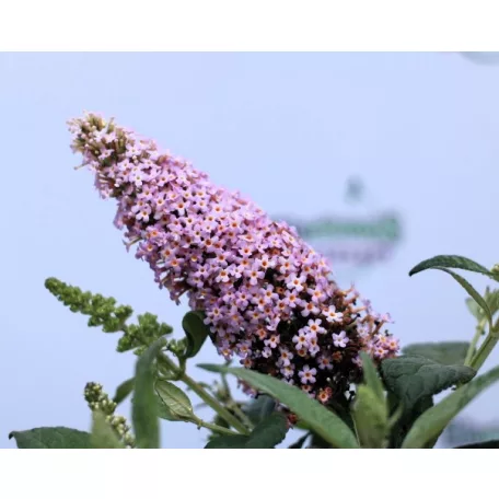Törpe nyáriorgona, rózsaszín Buddleja dav. Butterf.C.Lit.Pink P17