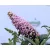 Törpe nyáriorgona, rózsaszín Buddleja dav. Butterf.C.Lit.Pink P17