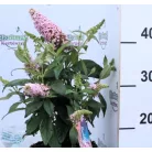 Törpe nyáriorgona, rózsaszín Buddleja dav. Butterf.C.Lit.Pink P17