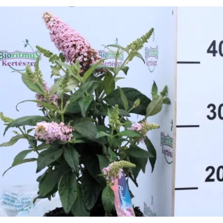 Törpe nyáriorgona, rózsaszín Buddleja dav. Butterf.C.Lit.Pink P17