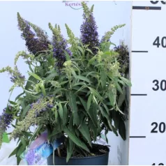   Törpe nyáriorgona, sötét lila Buddleja dav. Butterf.C.Litt.Purple P17