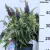 Törpe nyáriorgona, sötét lila Buddleja dav. Butterf.C.Litt.Purple P17