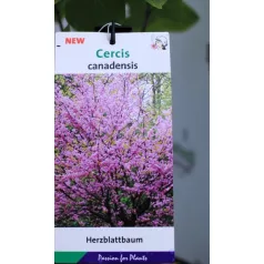 Júdásfa Cercis canadensis C4