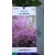 Júdásfa Cercis canadensis C4