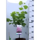 Júdásfa Cercis canadensis C4