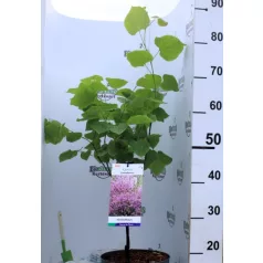 Júdásfa Cercis canadensis C4