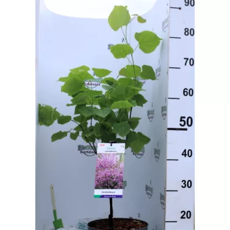 Júdásfa Cercis canadensis C4
