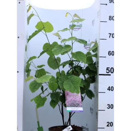 Júdásfa Cercis canadensis C4