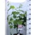 Júdásfa Cercis canadensis C4