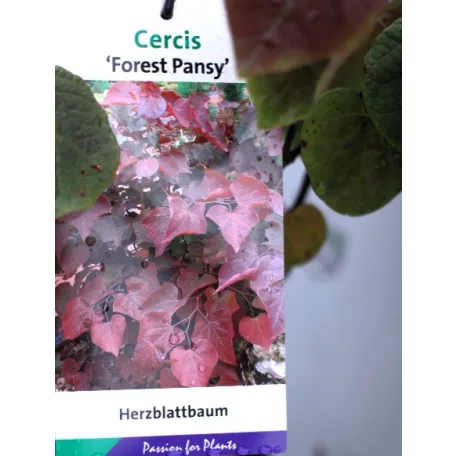 Júdásfa Cercis canadensis Forest Pansy C4
