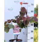 Júdásfa Cercis canadensis Forest Pansy C4