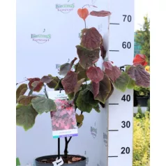 Júdásfa Cercis canadensis Forest Pansy C4